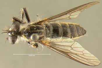 Media type: image;   Entomology 27046 Aspect: habitus dorsal view